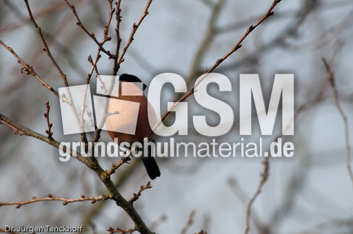 Gimpel (8 von 40).jpg